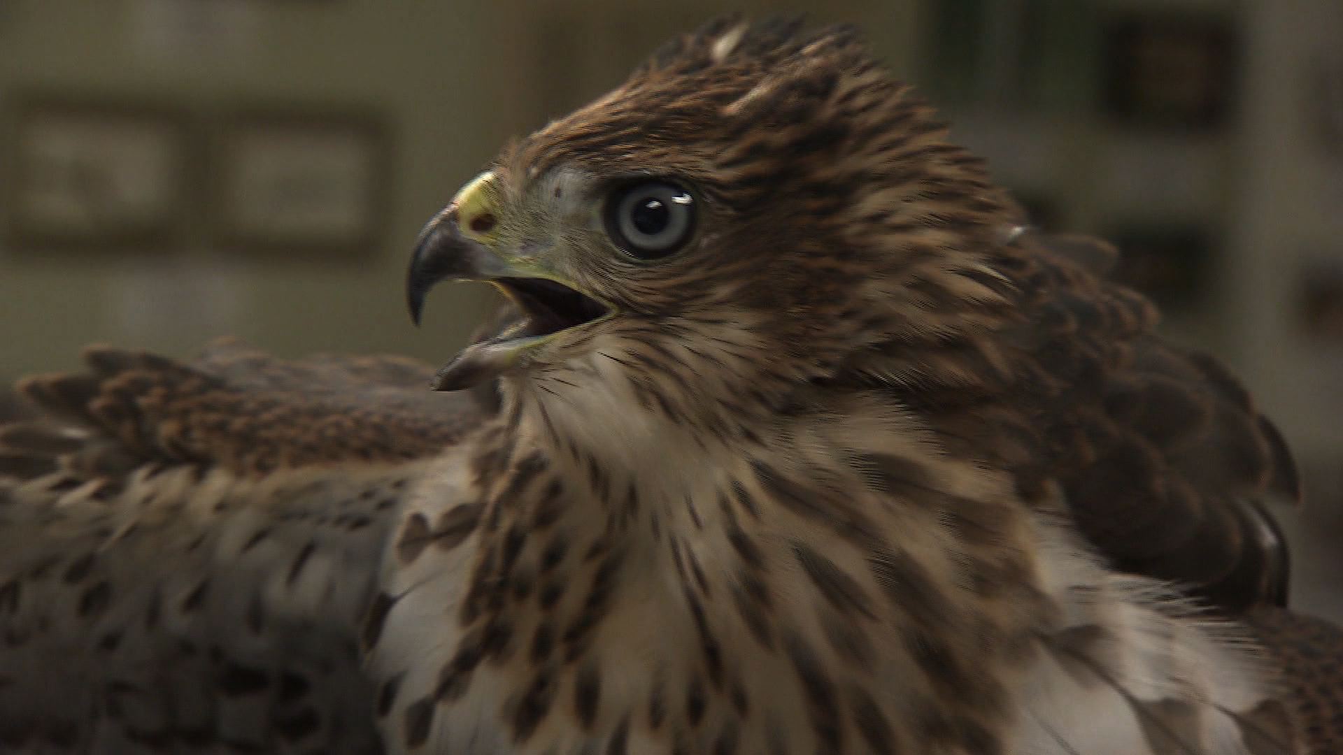 Mid-South Raptor Center | Tennessee Crossroads | NPT