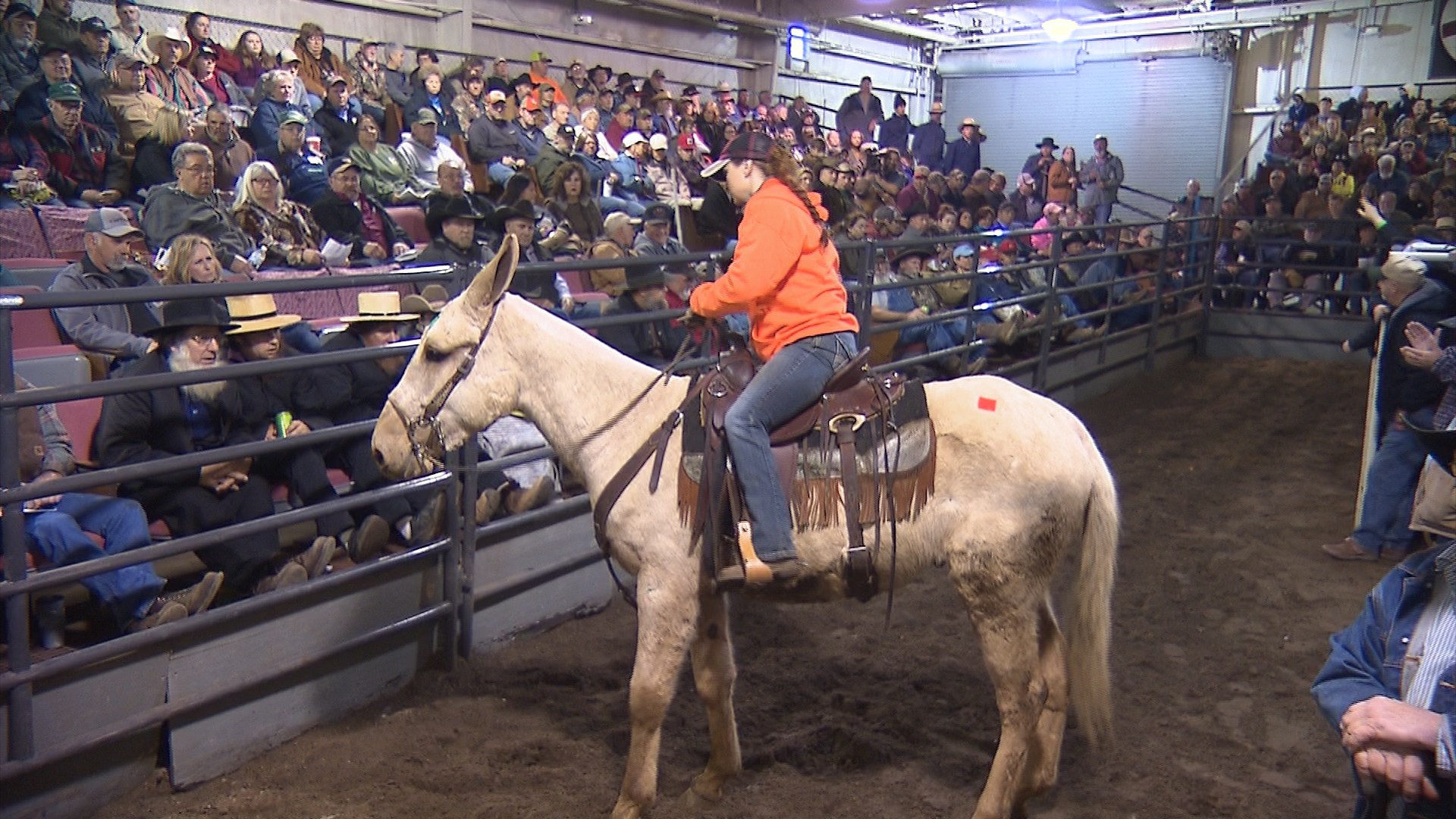 reese brothers mules