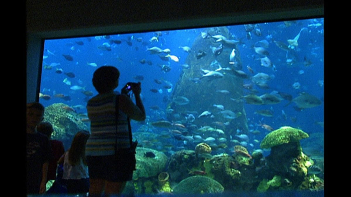 Tennessee Aquarium on NPT's Tennessee Crossroads