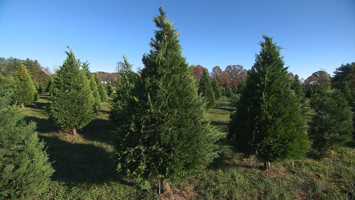 Country Cove Christmas Tree Farm on NPT's Tennessee Crossroads