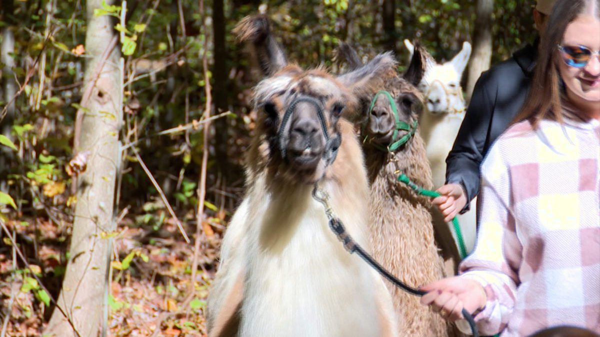 The Wandering Llamas on NPT's Tennessee Crossroads