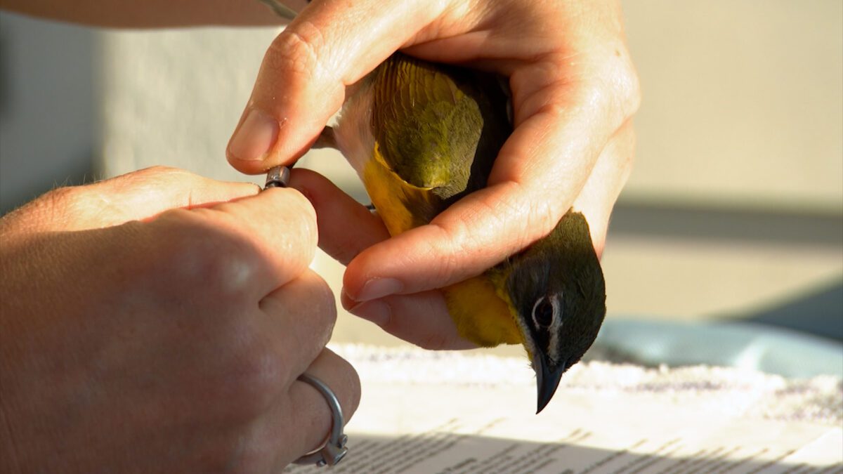 Seven Islands State Birding Park on NPT's Tennessee Crossroads