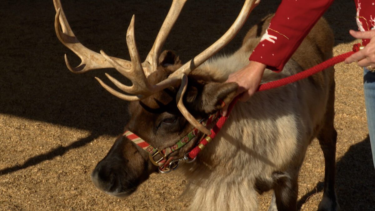 The Reindeer Farm on NPT's Tennessee Crossroads