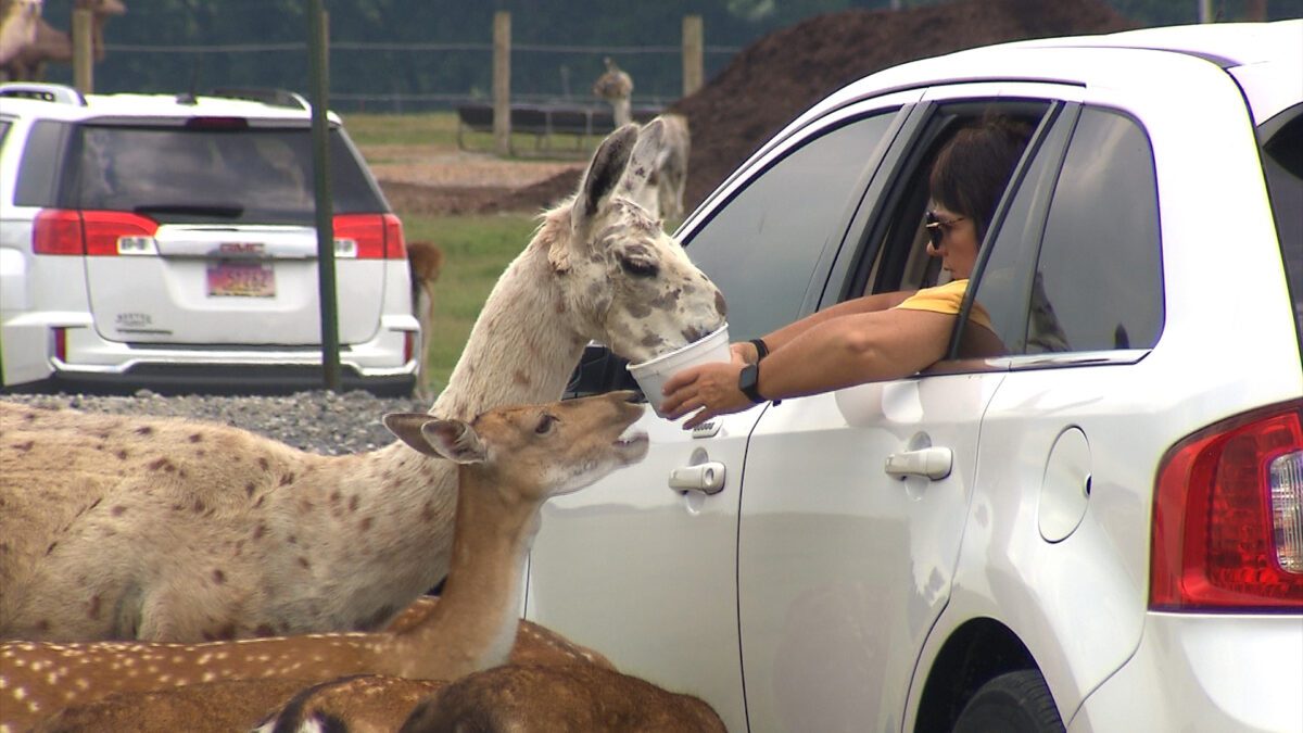 Tennessee Safari Park on NPT's Tennessee Crossroads