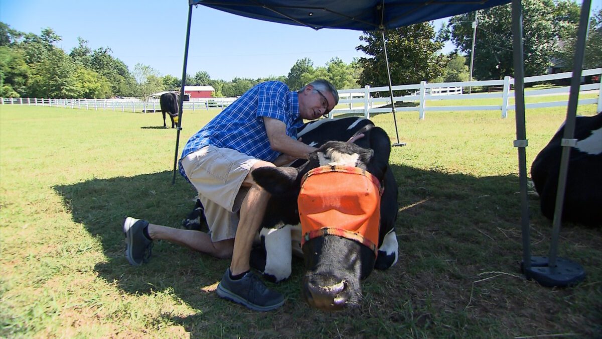 The Gentle Barn on NPT's Tennessee Crossroads