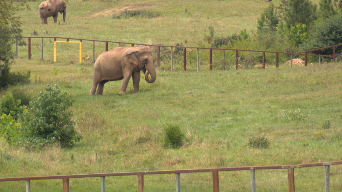 The Elephant Sanctuary in Tennessee on NPT's Tennessee Crossroads