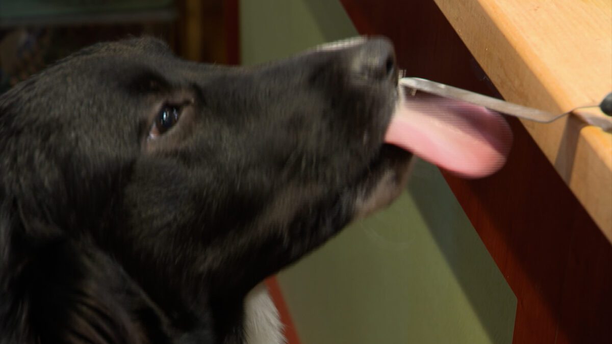 Sniff the Cook Dog Bakery on NPT's Tennessee Crossroads