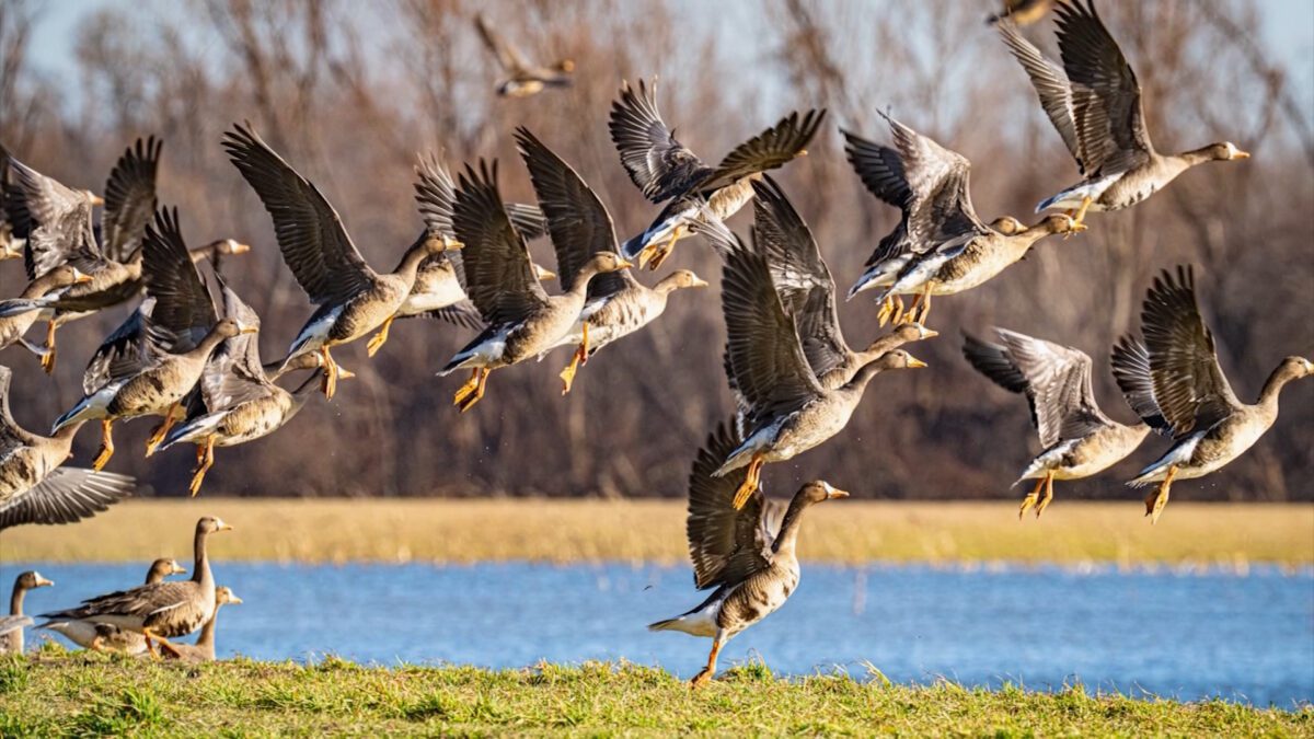 Reelfoot Lake State Park on NPT's Tennessee Crossroads