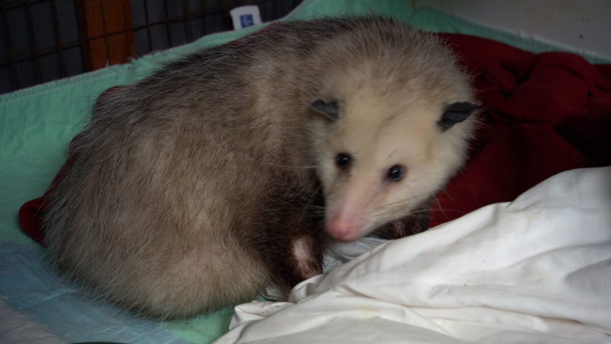 Possum Mike on NPT's Tennessee Crossroads