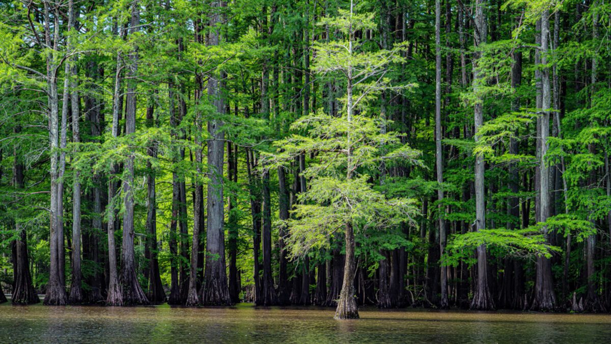 Meeman-Shelby Forest State Park on NPT's Tennessee Crossroads