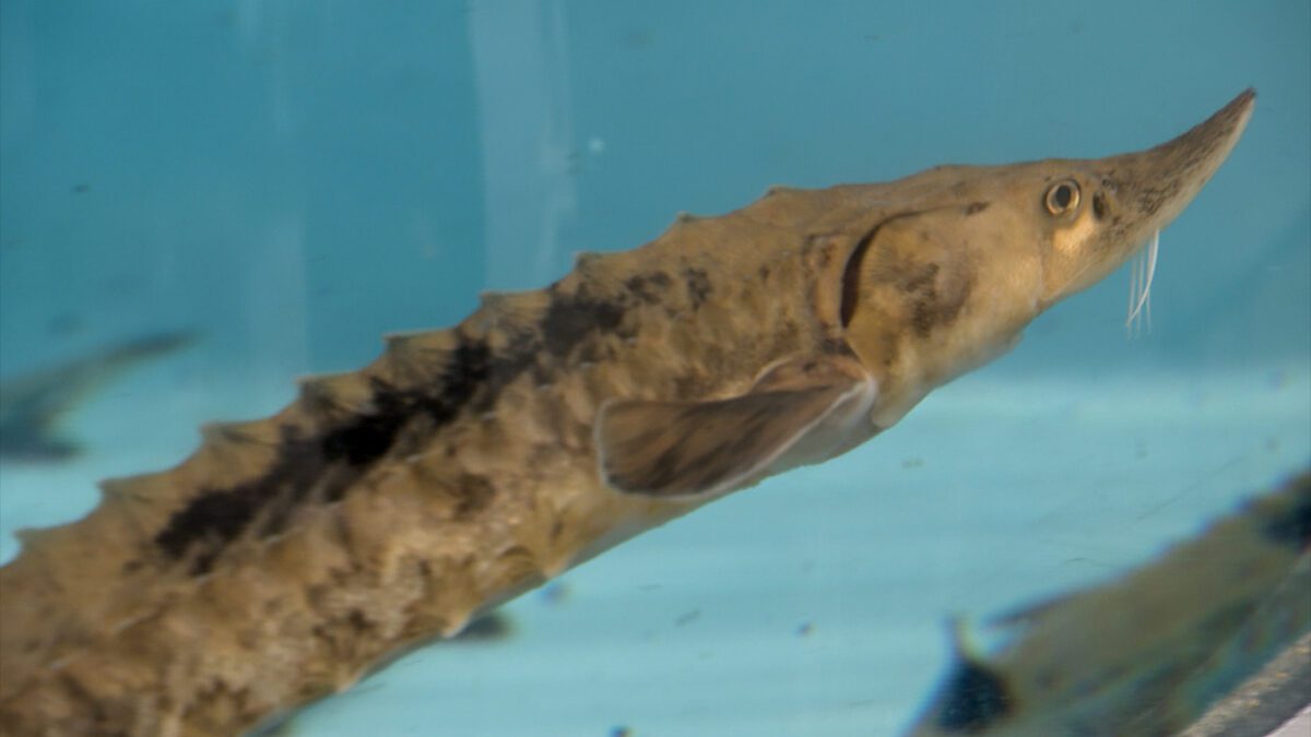 Tennessee Aquarium Sturgeon Release on NPT's Tennessee Crossroads